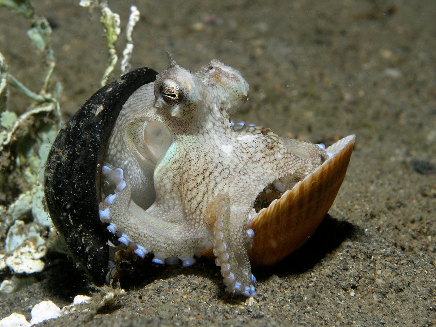 A veined octopus sheltering between two shells it has gathered on the sand