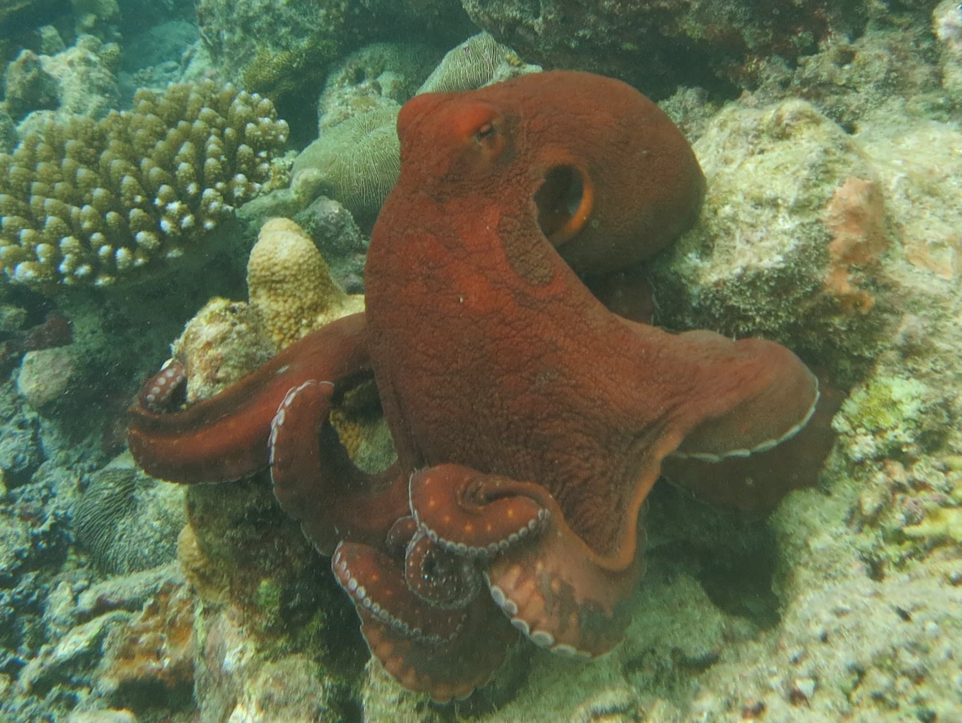 A red day octopus on a coral reef in the Maldives, arms curled beneath it