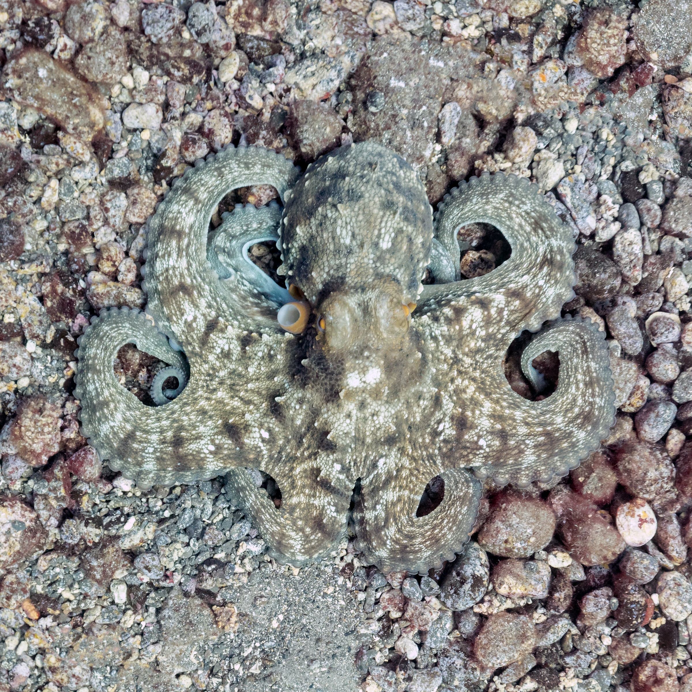 A common octopus seen from above, all eight arms spread out and curled at the tips
